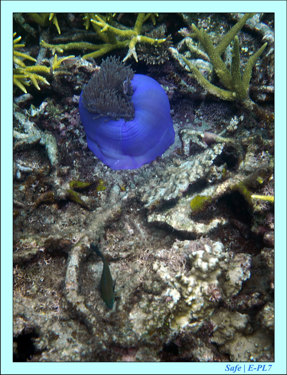 2016 - 07 - Leng Tengah - 040